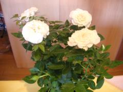 20070521_2.jpg